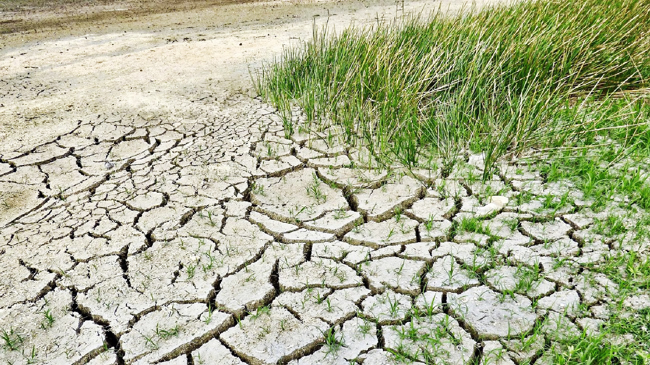 في غياب استراتيجيات عاجلة..   الجفاف يتهدد الزياتين وبقية الزراعات